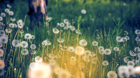 精致唯美的鲜花图片