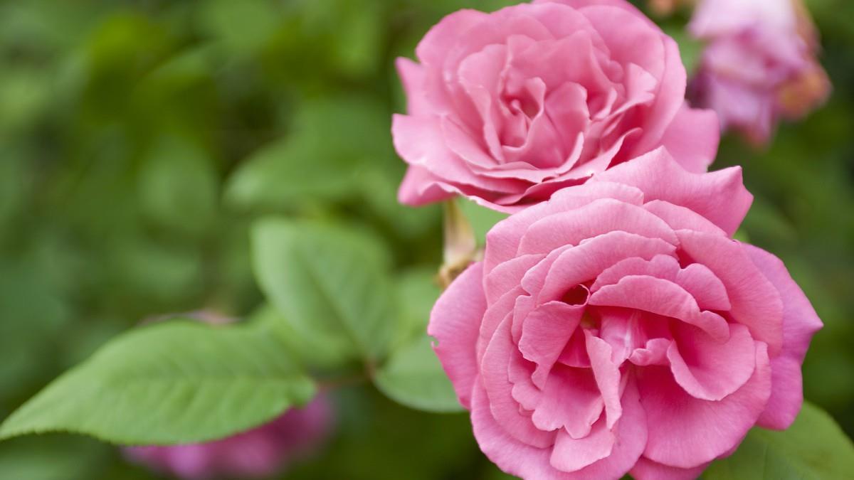 各色的鲜花图片