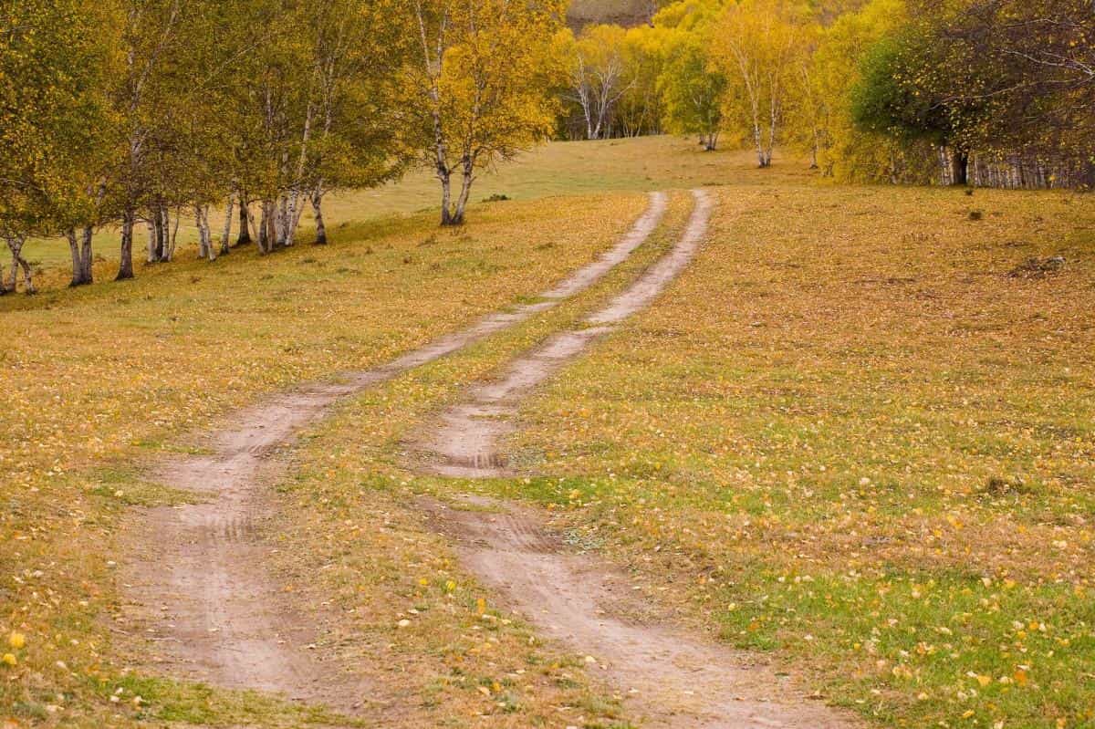 秋天的森林与草原图片