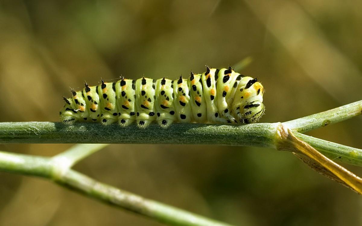 可爱的毛毛虫图片