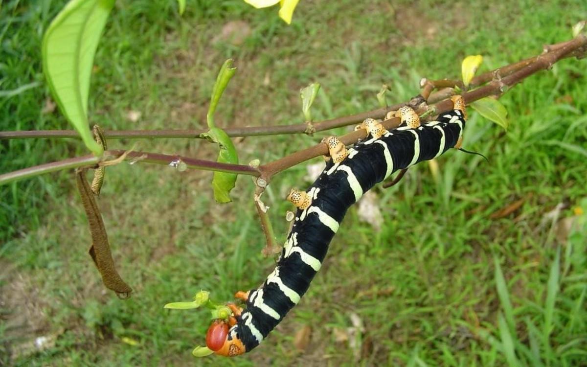 可爱的毛毛虫图片