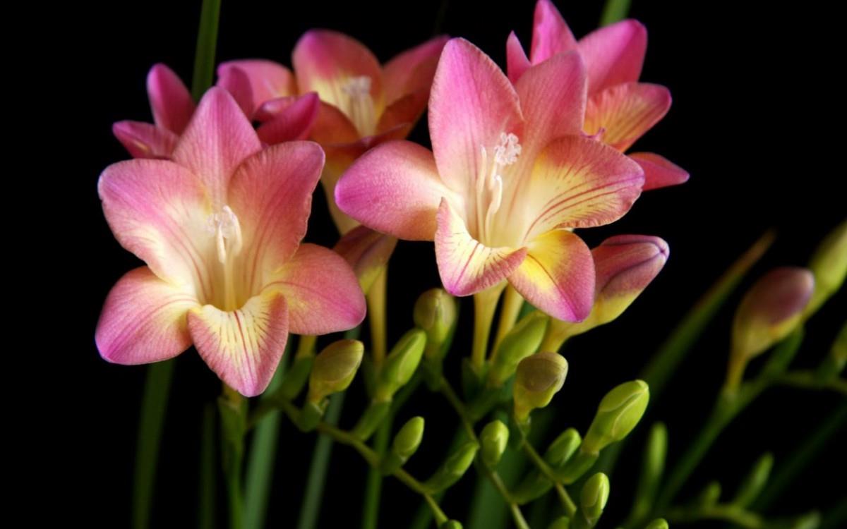 香雪兰花卉图片第二辑