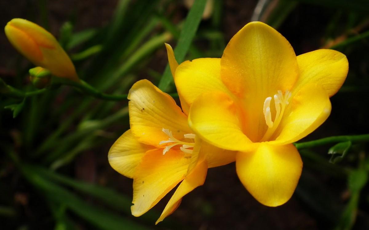 香雪兰花卉图片第二辑