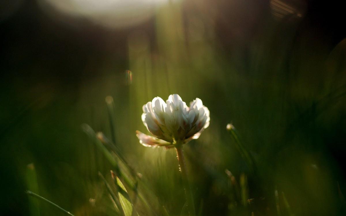 精致唯美的鲜花图片