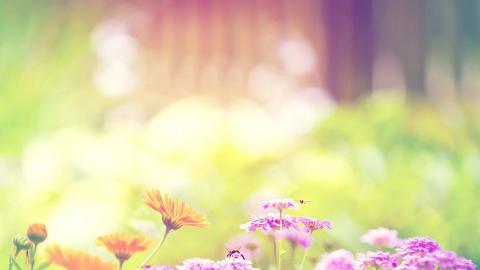 精致唯美的鲜花图片