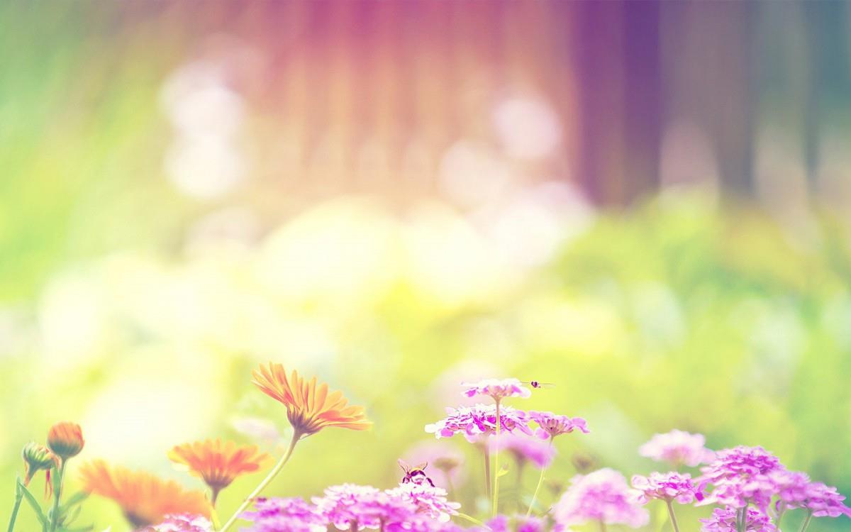 精致唯美的鲜花图片