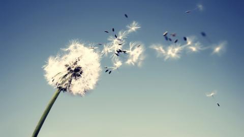 精致唯美的鲜花图片