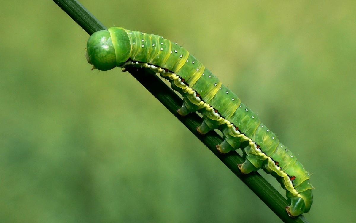 可爱的毛毛虫图片