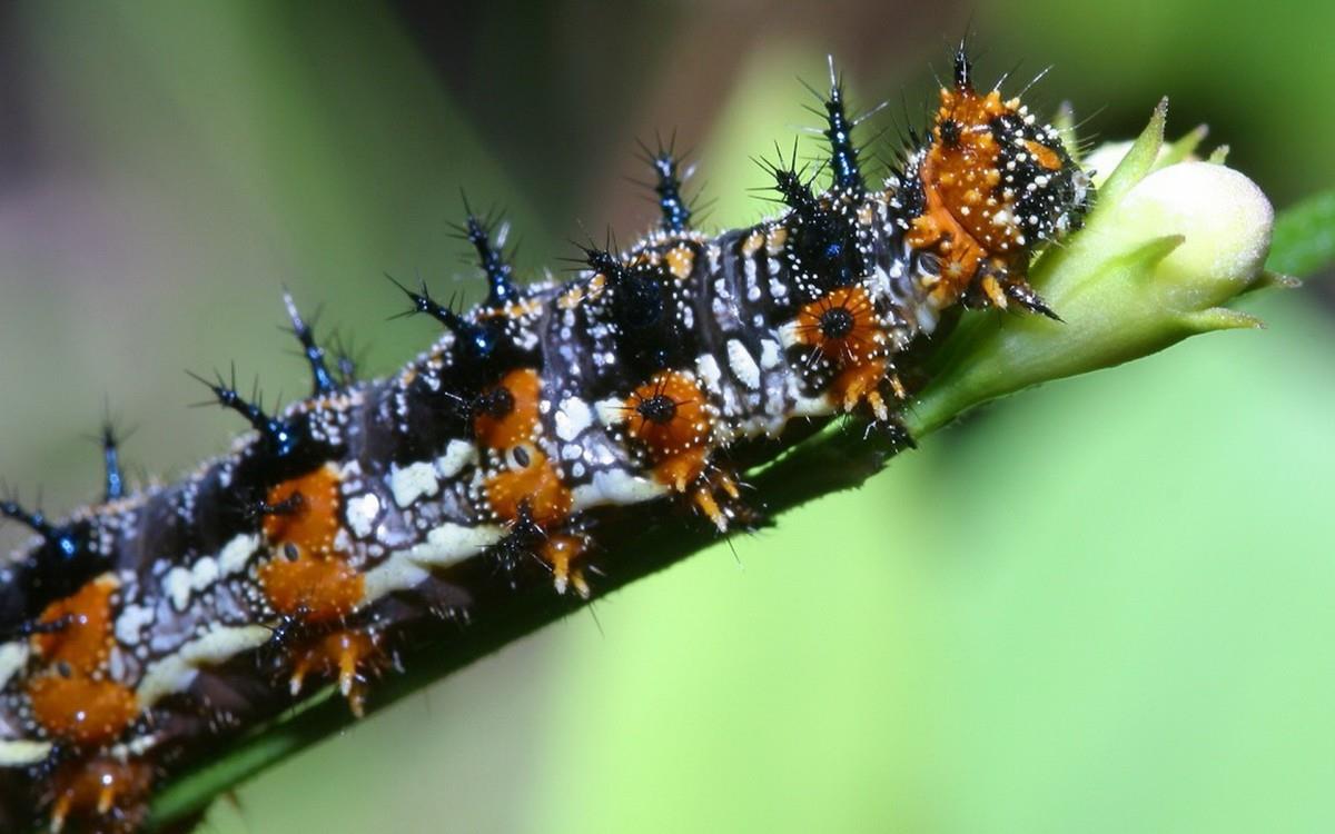 可爱的毛毛虫图片