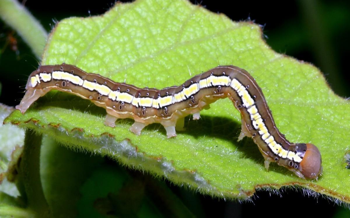 可爱的毛毛虫图片