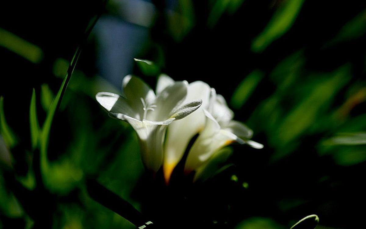 香雪兰花卉图片第二辑