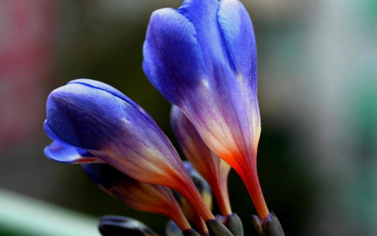 香雪兰花卉图片第二辑