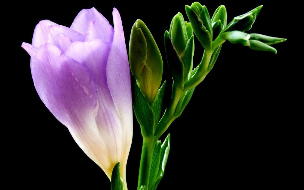 香雪兰花卉图片第二辑