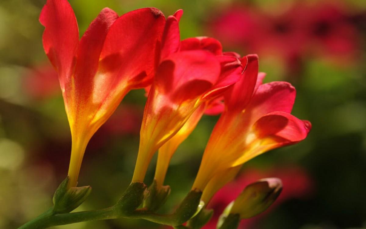 香雪兰花卉图片第二辑