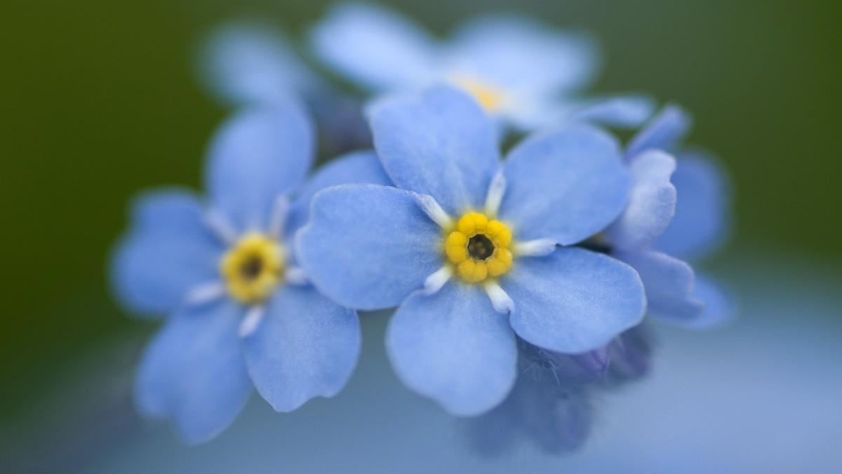 各色的鲜花图片