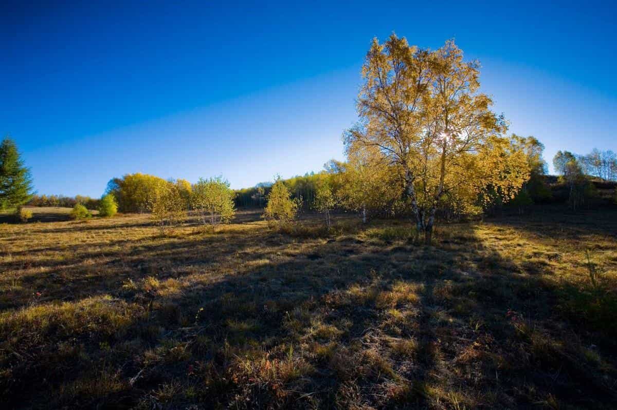 秋天的森林与草原图片