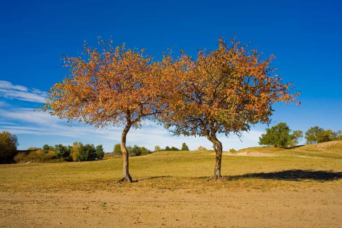 秋天的森林与草原图片