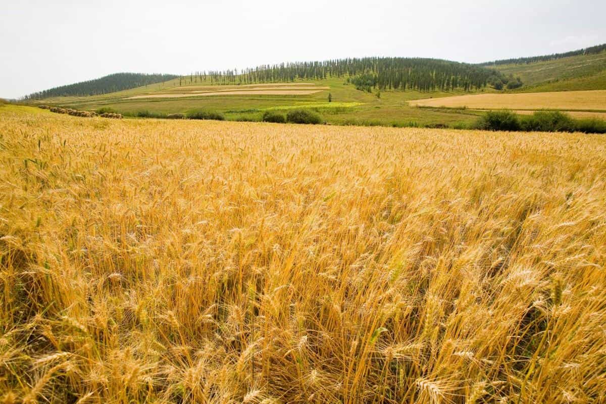 秋天的森林与草原图片