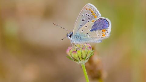 清新花园里的昆虫小动物图片