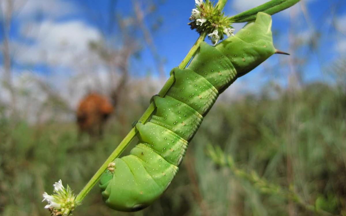 可爱的毛毛虫图片