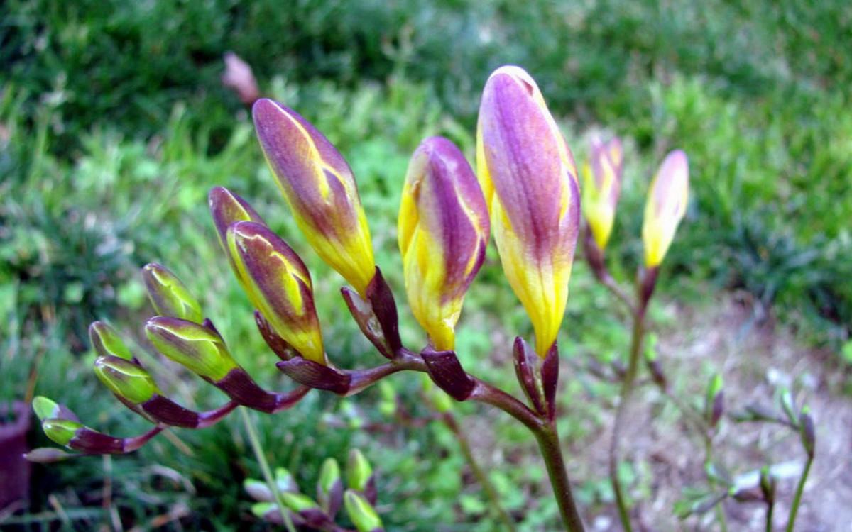 香雪兰花卉图片第二辑