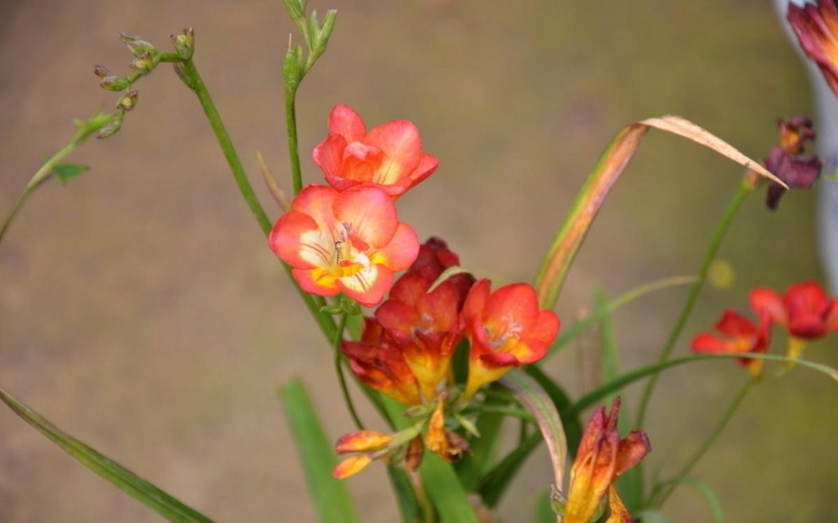 香雪兰花卉图片第二辑