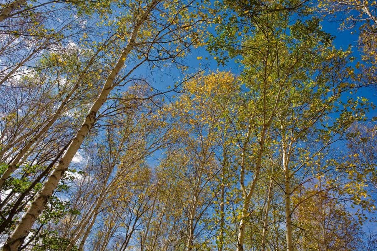 秋天的森林与草原图片