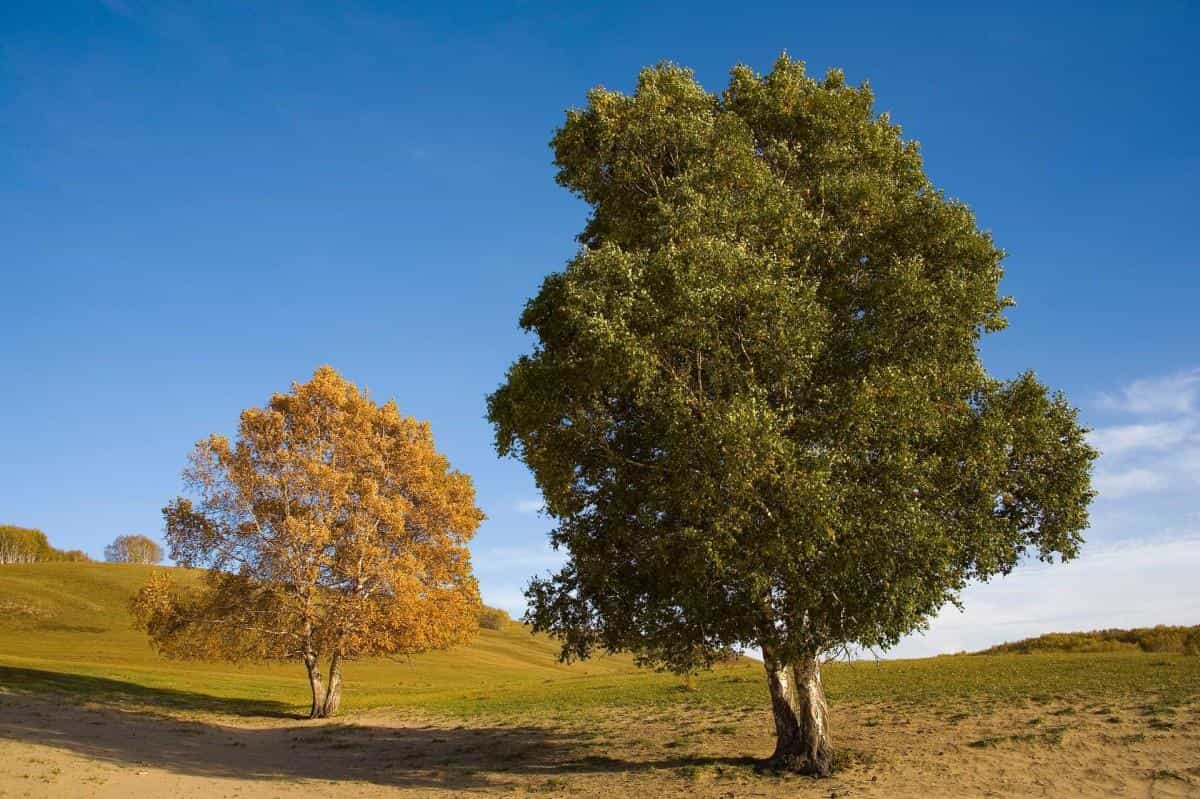 秋天的森林与草原图片