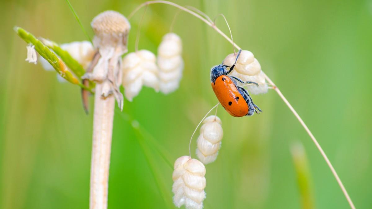 清新花园里的昆虫小动物图片