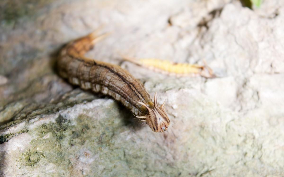 可爱的毛毛虫图片