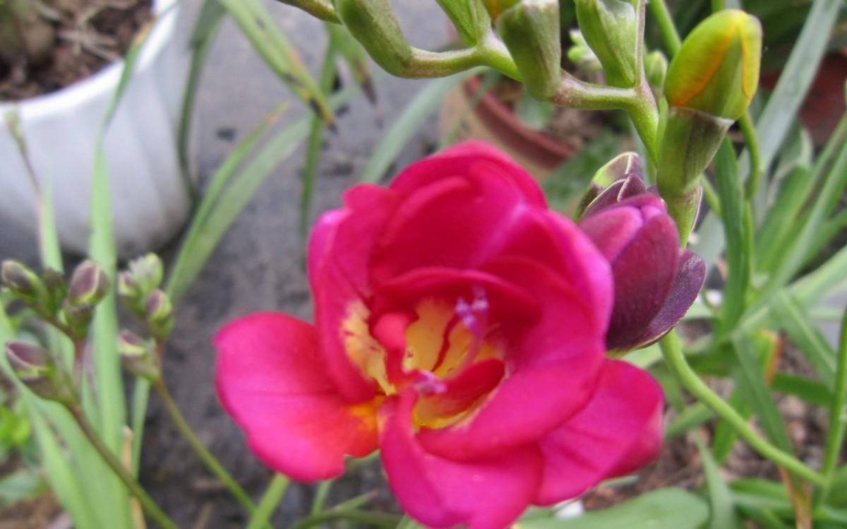 香雪兰花卉图片第二辑