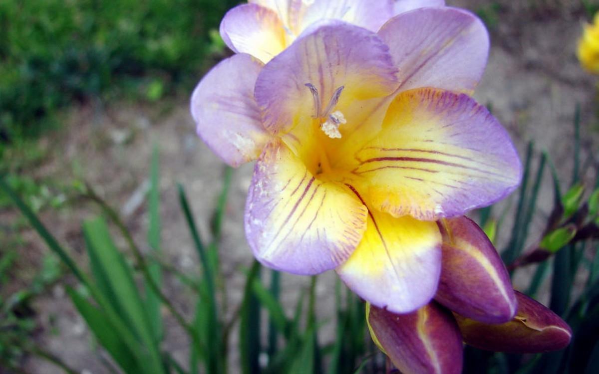 香雪兰花卉图片第二辑