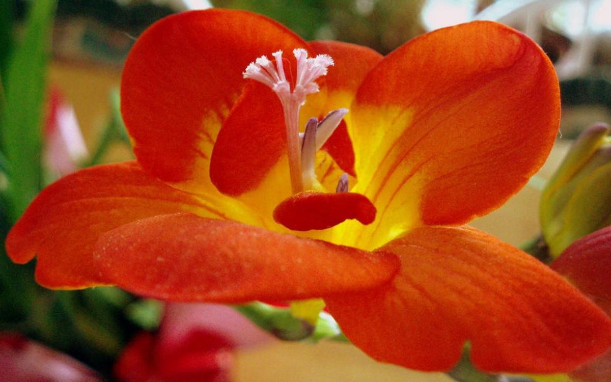 香雪兰花卉图片第二辑