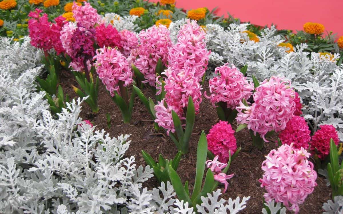 淡雅美丽的风信子花语图片