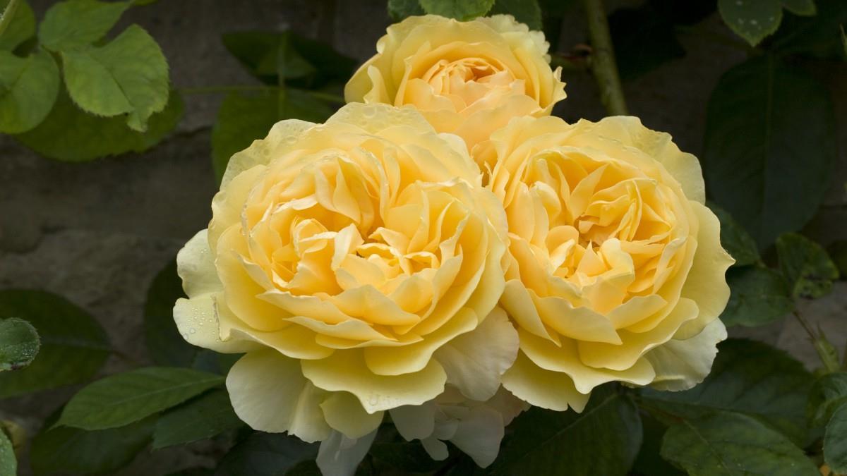 各色的鲜花图片