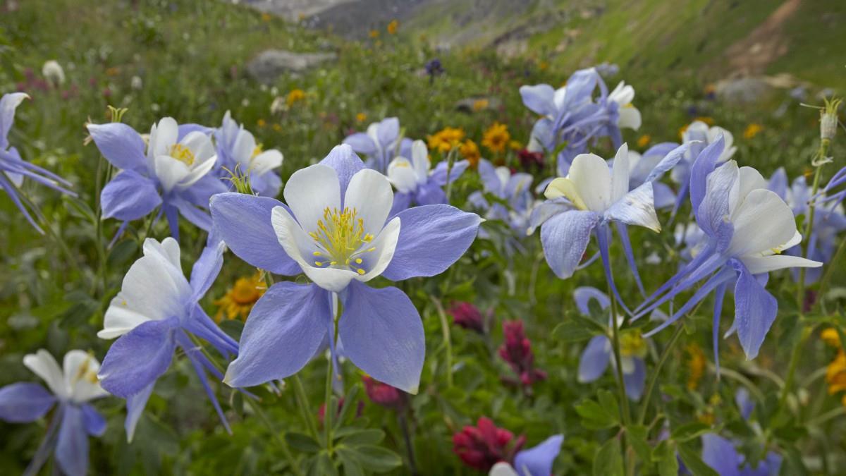 各色的鲜花图片