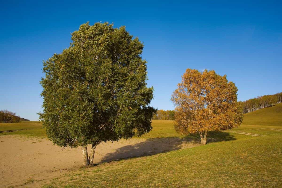 秋天的森林与草原图片