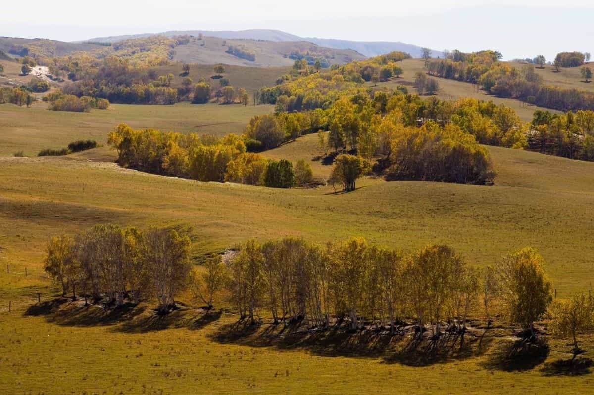 秋天的森林与草原图片