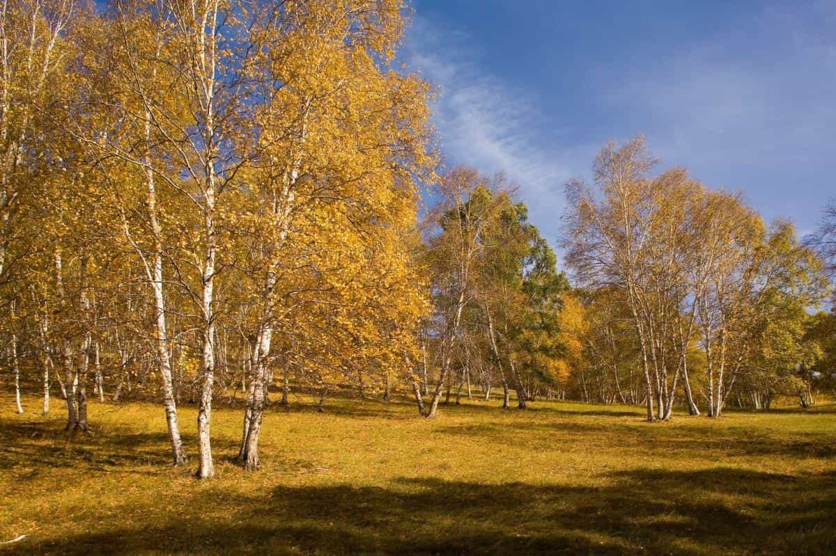 秋天的森林与草原图片