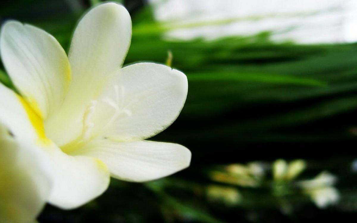 香雪兰花卉图片第二辑