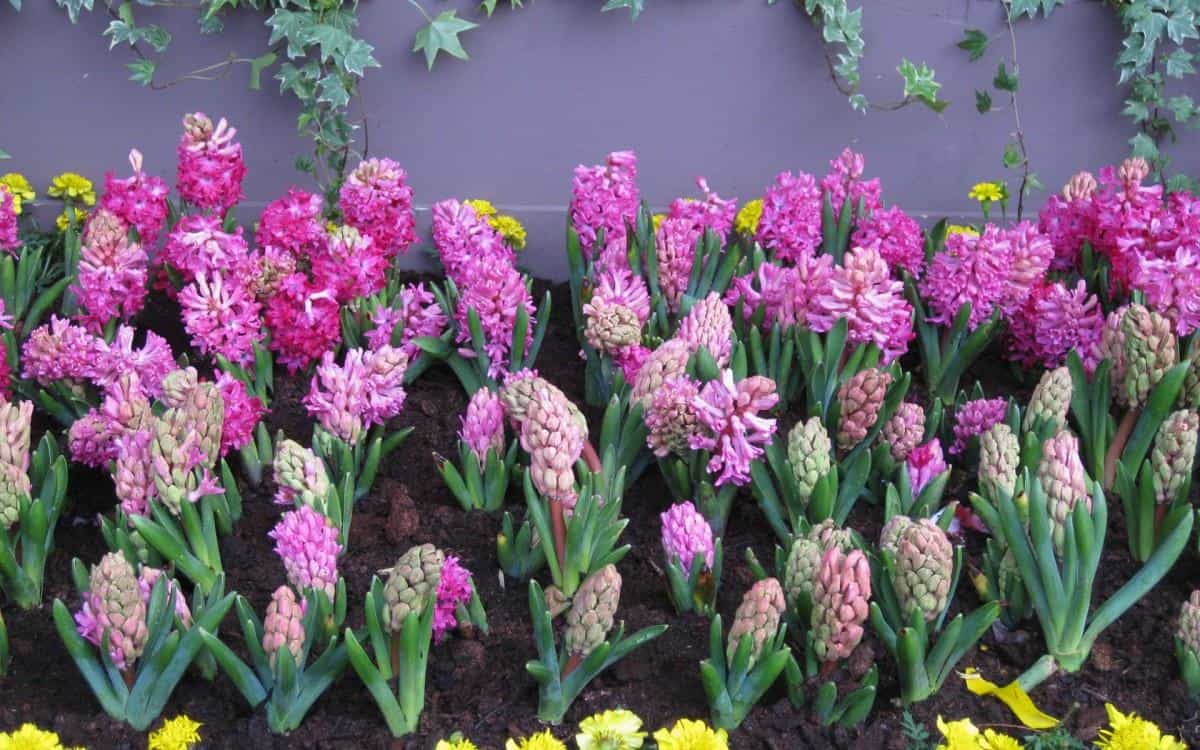 淡雅美丽的风信子花语图片