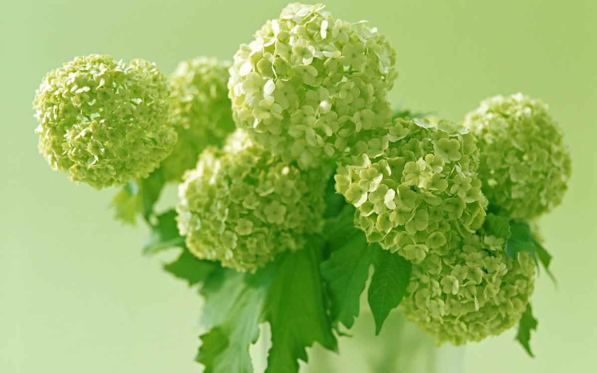 淡雅美丽的风信子花语图片