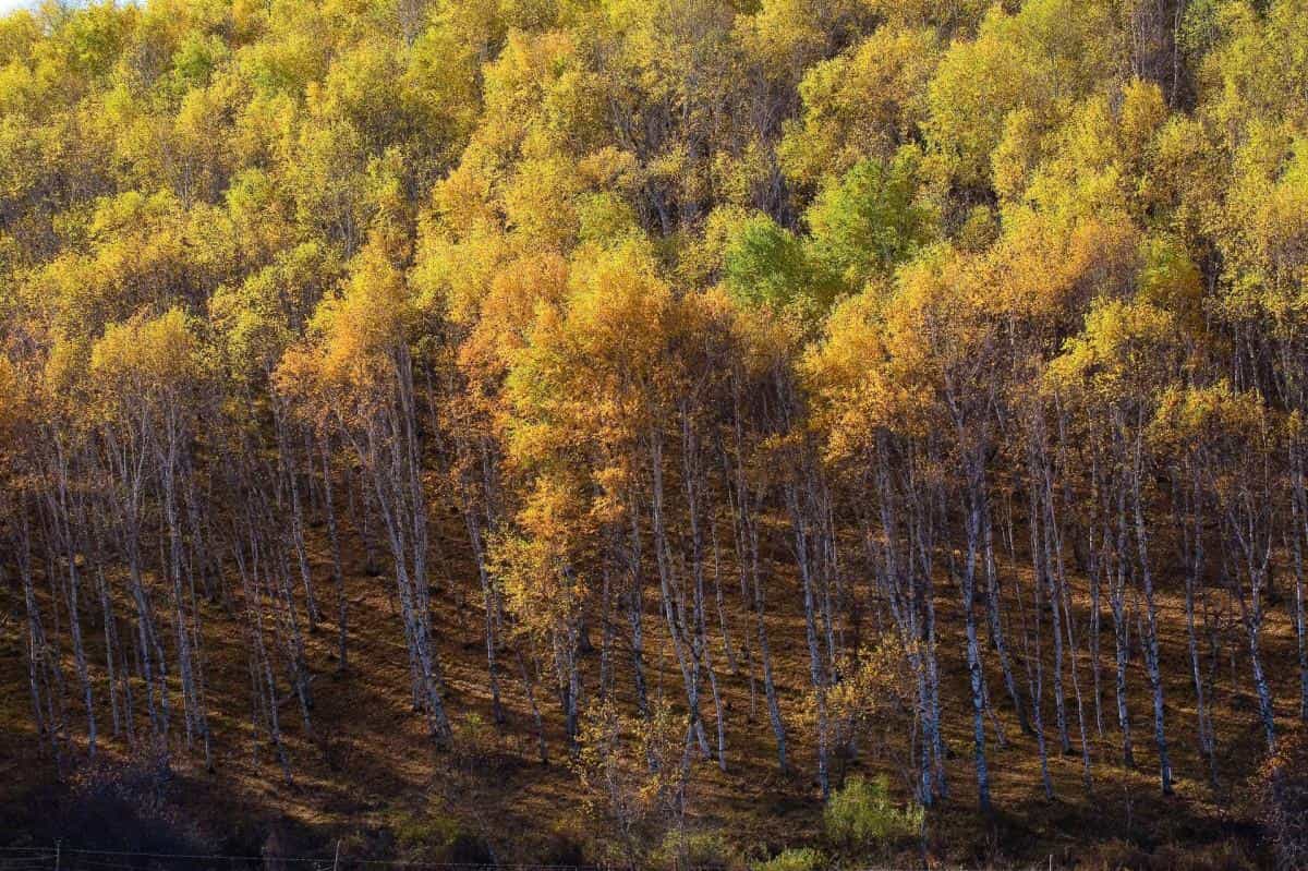 秋天的森林与草原图片