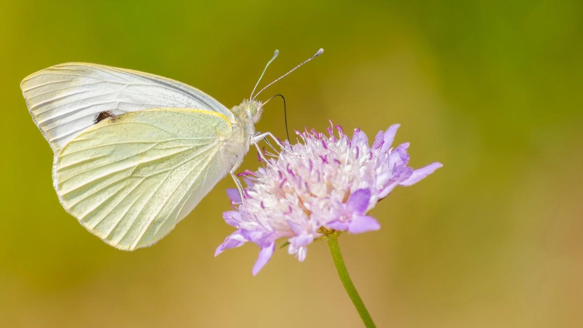 清新花园里的昆虫小动物图片