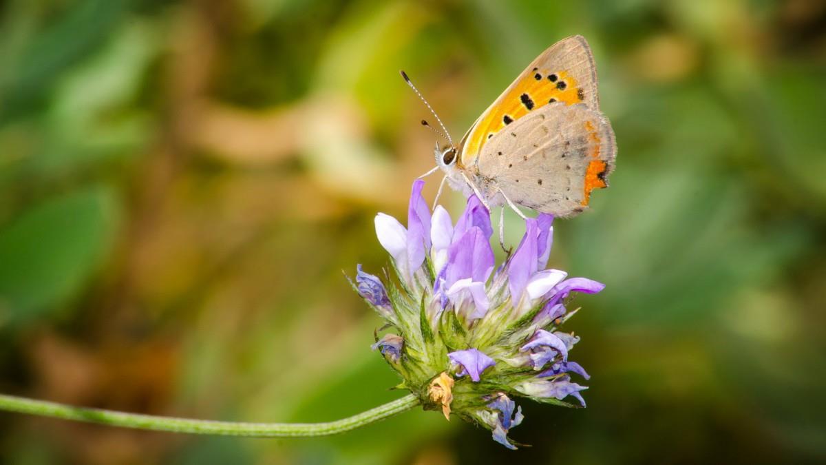 清新花园里的昆虫小动物图片
