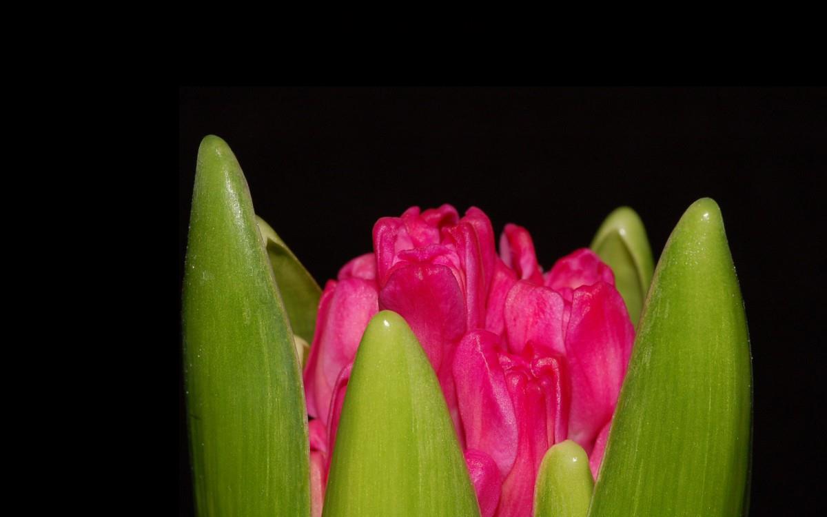 淡雅美丽的风信子花语图片