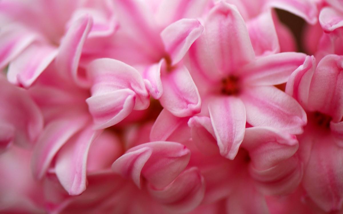 淡雅美丽的风信子花语图片