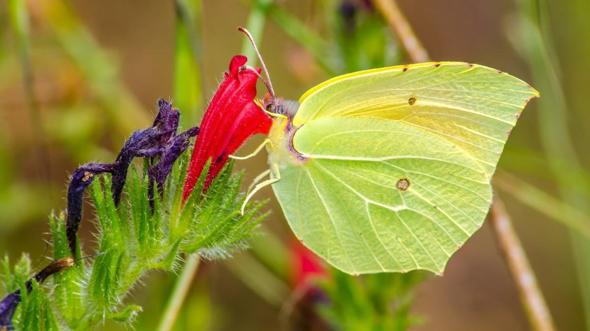 清新花园里的昆虫小动物图片