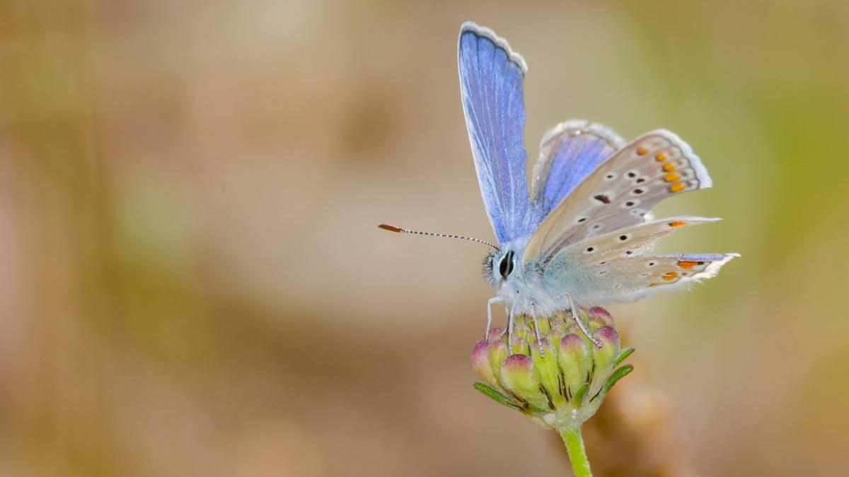清新花园里的昆虫小动物图片