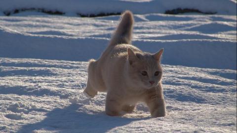 雪地里玩耍的猫咪图片